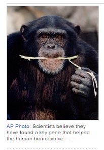 Scientists find brain evolution gene